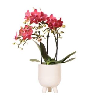 Butterfly Orchid Congo in Gummy Pot Travertine