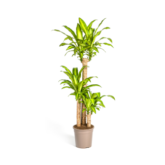 dracaena-fragrans-massangeana-kamerplant