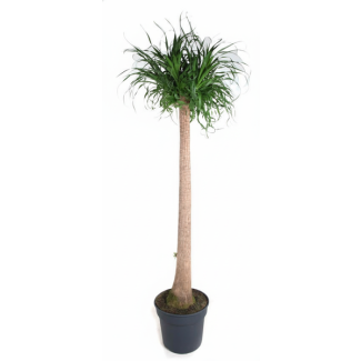 Ponytail Palm XXL