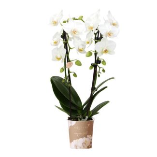Butterfly Orchid Niagara Fall