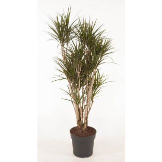 160 cm Dracaena Anita Variegata - Ideal for Homes and Offices - Dragon Tree