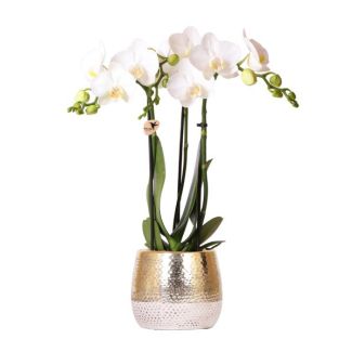 Butterfly Orchid Amabilis in Elite Pot Gold