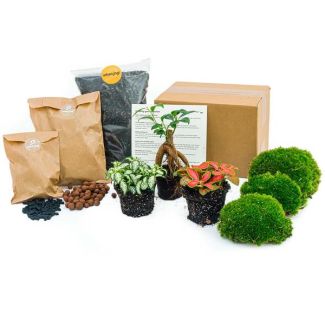 Starter & Refill Package Ficus Bonsai