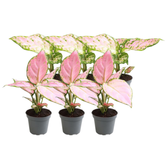 6 Small Aglaonema Plants