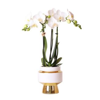 Butterfly Orchid Amabilis in Golden Le Chic Decorative Pot