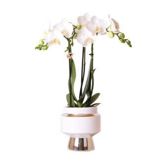 Butterfly Orchid Amabilis in Silver Le Chic Decorative Pot