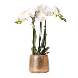 Butterfly Orchid Amabilis, in Luxury Gold Decorative Pot
