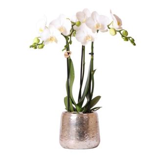 Butterfly Orchid Amabilis in Luxury Silver Decorative Pot