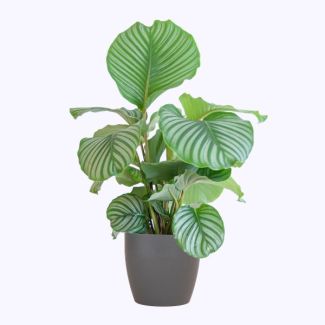 Calathea Orbifolia with Gray Pot - 65cm - Ø21