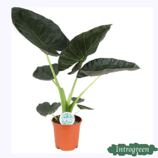Elephant Ear, Alocasia Regal Shield, Green Plant, Tropical, Ø21cm - ↕90cm tall