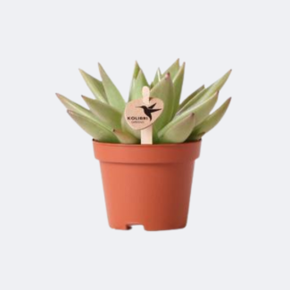 Succulent Echeveria Miranda