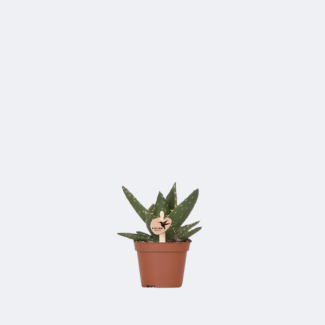 Dwarf Aloe Succulent Aloe Brevifolia