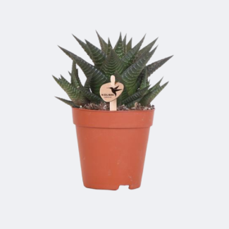 Succulent Haworthia Limifolia