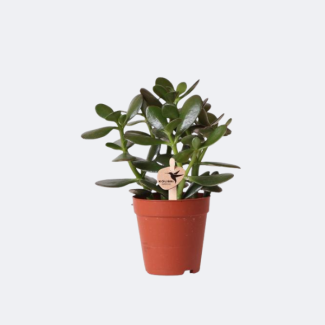 Money Tree, Succulent Crassula Ovata