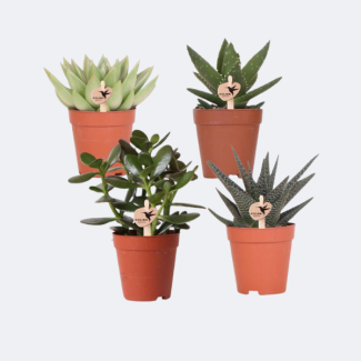 4 Pieces of Succulents (Succulent Mix)