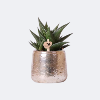 Succulent Haworthia Limifolia in Luxury Silver Decorative Pot