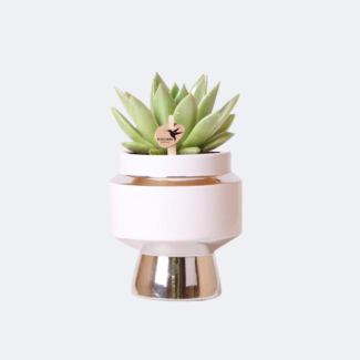 Succulent Echeveria Miranda in Le Chic Silver Decorative Pot