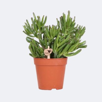 Succulent Jade Plant, Crassula Hobbit