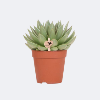 Succulent Echeveria Miranda