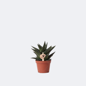 Succulent Haworthia Limifolia