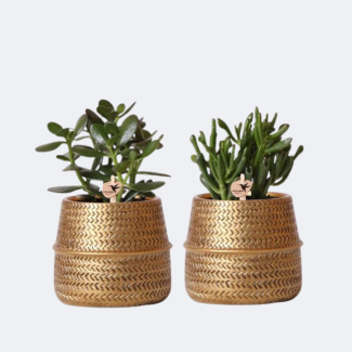 2 Pieces of Succulents in Golden Groove Decorative Pots