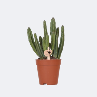 Succulent Stapelia