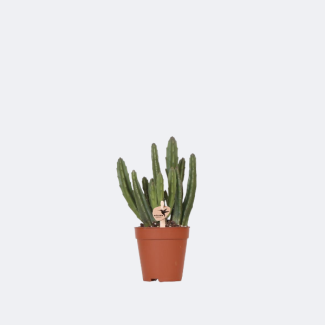 Succulent Stapelia