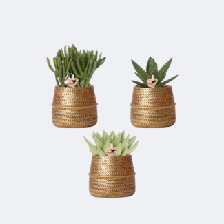 3 Pieces Succulents in Groove Gold Pot