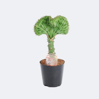 coral cactus