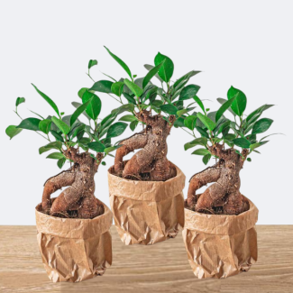 3 Pieces Ficus Bonsai