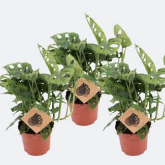 3 Pieces of Monstera Plant
