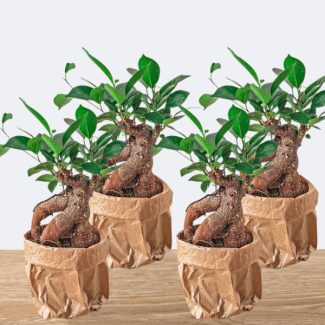 4 Pieces Ficus Bonsai