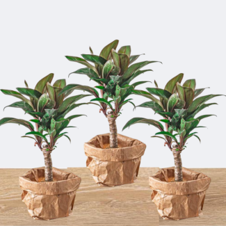 3 Pieces Mini Palm