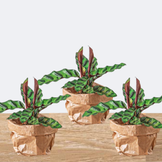 3 Pieces Peacock Plants
