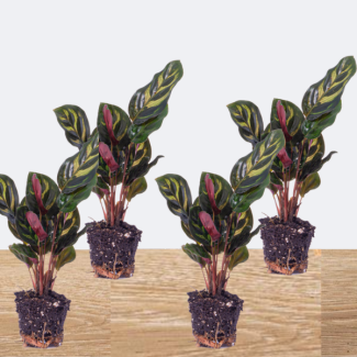 4 Pieces Peacock Plants