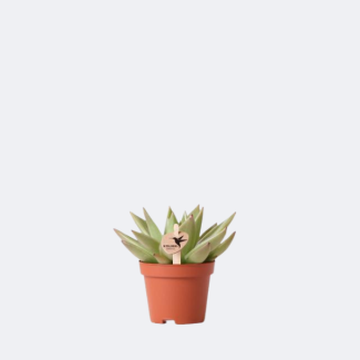 Succulent Echeveria Miranda