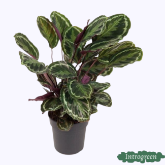Striking houseplant Calathea Medallion of approx. 80 cm, Ø24cm