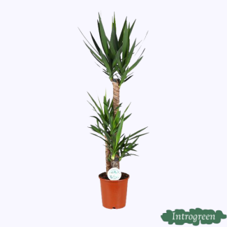 Yucca, Low-Maintenance Houseplant 125 cm tall - Evergreen Succulent