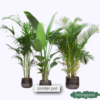Advantage Package XXL - Kentia 200 cm Strelitzia Nicolai 225 cm Areca 200 cm