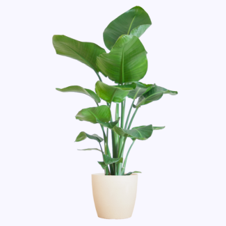 Strelitzia nicolai – Bird of Paradise plant with pot or basket – approx. 80 cm – Ø21 cm / Ø19 cm