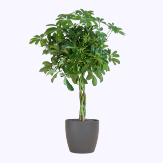 Schefflera Nora – Finger Plant 70 cm (Ø21) – With sustainable pot or basket of choice