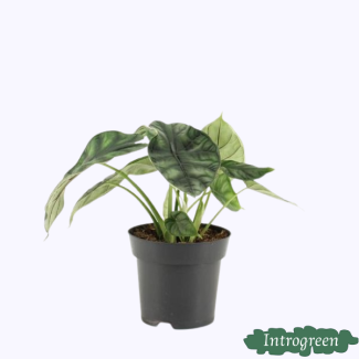 Dragon plant