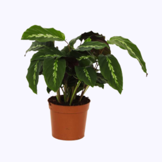 40 cm high Calathea Maui Queen houseplant, Ø12cm