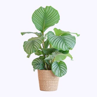 Peacock Plant in Natural Seagrass Basket
