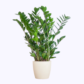 Zamioculcas Zamiifolia with White Pot - 80cm - Ø21