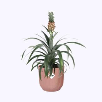 Pineapple plant in ELHO Vibes Fold pink