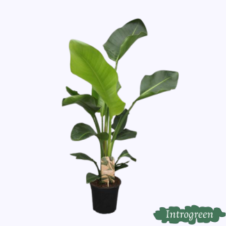 White Bird of Paradise Plant, Tropical Green Plant, Strelitzia Nicolai, Ø17cm - ↕70cm