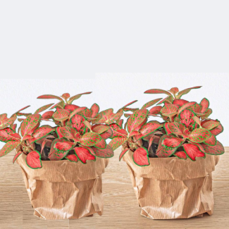 2 Pieces Mosaic Plant
