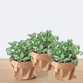 3 Pieces Mosaic Plants