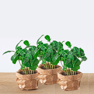 3 Pieces Coffee Plant